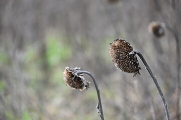 close up of a dry sunflower