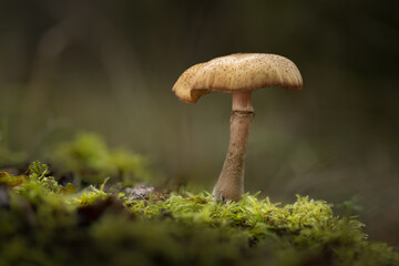 Woodland honey fungus growing on a bed of moss