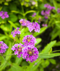 Verbena Rigida