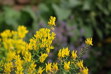 yellow flowers in spring