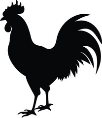 rooster isolated on white background