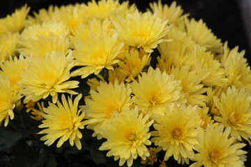 yellow chrysanthemum in the garden