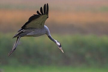 Nahaufnahme: Kranich bei der Landung auf Futterwiese