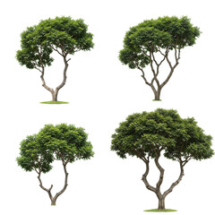 Lush Green Deciduous Trees with Full Canopies Rendered as 3D Models on Transparent Background