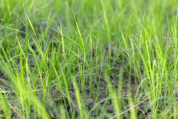 Fresh green grass growing on natural soil, symbolizing freshness, growth, and eco-friendly environment. Perfect for nature, agriculture, and ecology themes