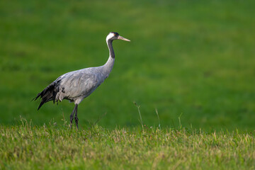 Majestätischer Kranich steht auf Wiese in aufrechter Pose
