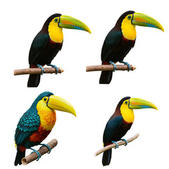 Vibrant toucans perched on wooden branches, showcasing their distinctive large colorful beaks, black, yellow, and blue plumage on a transparent background