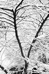 black and white tree