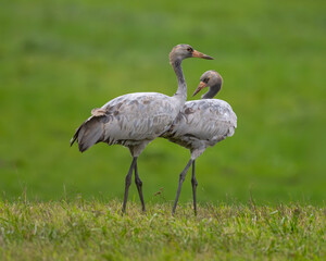 Obraz premium Kranichgeschwister – Seite an Seite