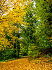 Obraz premium Herbstlicher Mischwald