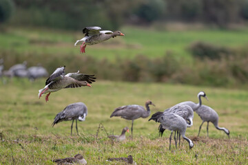 Zwei Graugänse im Anflug – Kraniche als stille Zeugen