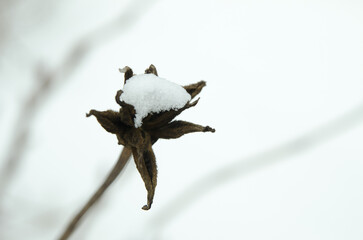 cotton buds on a branch in snow