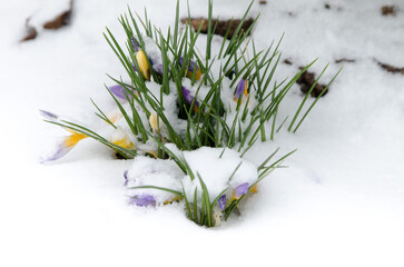 spring crocus flowers in snow