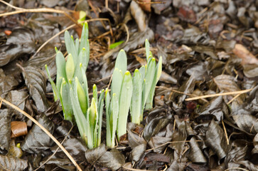 spring flowers before