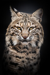 Close-up of a Eurasian Lynx face. Sharp focus on eyes and characteristic tufted ears.
