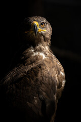 Detailed view of an eagle's focused eye. Perfect for nature, vision, and predator themes.