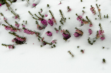 Heath in the snow