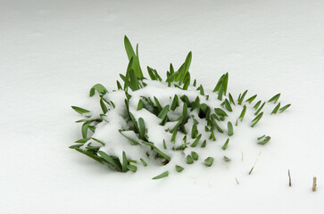 green grass with snow