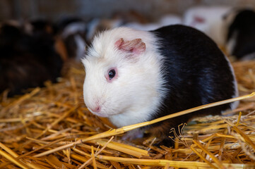 Guinea pigs in a farm in straw