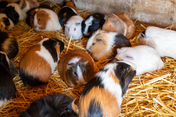 Guinea pigs in a farm in straw