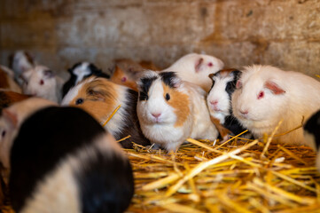 Guinea pigs in a farm in straw