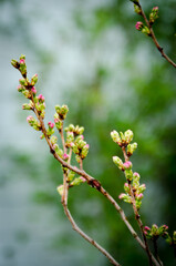 cherry tree blossom