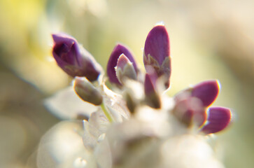 close up of a pink flower