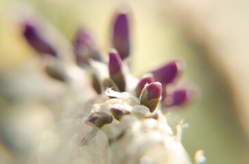 close up of a pink flower