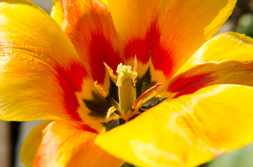 yellow tulip closeup