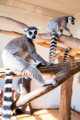 Obraz premium Ring tailed lemur Lemur catta on branch on the tree