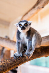 Obraz premium Ring tailed lemur Lemur catta on branch on the tree