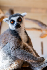 Fototapeta premium Ring tailed lemur Lemur catta on branch on the tree
