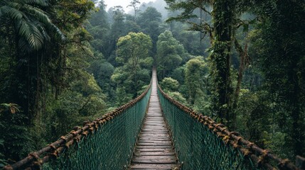 Wooden suspension bridge crosses dense misty jungle canopy surrounded by lush vegetation.