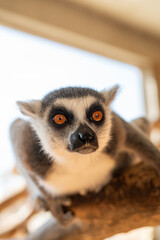Obraz premium Ring tailed lemur Lemur catta on branch on the tree