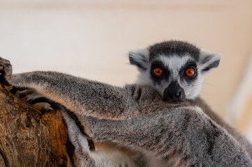 Obraz premium Ring tailed lemur Lemur catta on branch on the tree