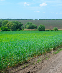 Vibrant Green Field of Cereal Crops and Dirt Road in Rural Landscape.