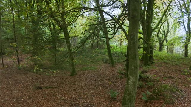 Drone footage of the forest in Autumn (Fall), Cork, Ireland