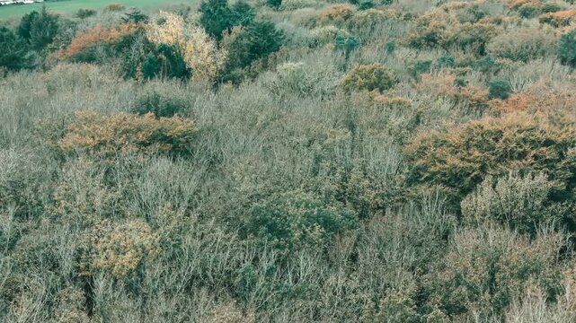 Drone footage of the forest in Autumn (Fall), Cork, Ireland