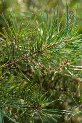 Macro view of fresh green pine needles clustered on thin brown branches with dew-like shine in blurred forest background.
