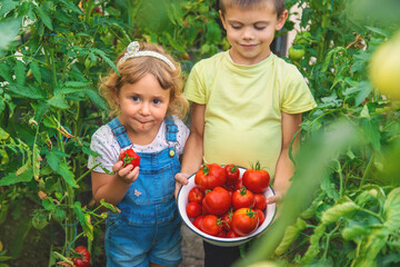Child with tomatoes in hands in the garden. Selective focus.