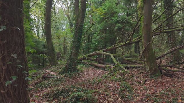 Drone footage of the forest in Autumn (Fall), Cork, Ireland