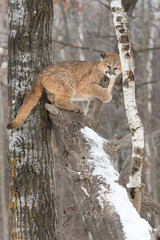 Female Cougar (Puma concolor) Rests Chin on Tree Spur