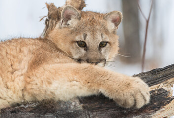 Female Cougar (Puma concolor) Lies on Log Looking Out Over Front Paw