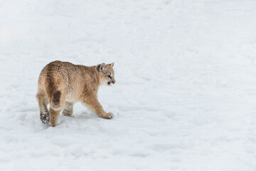 Female Cougar (Puma concolor) Turns While Stepping Right in Snow Winter