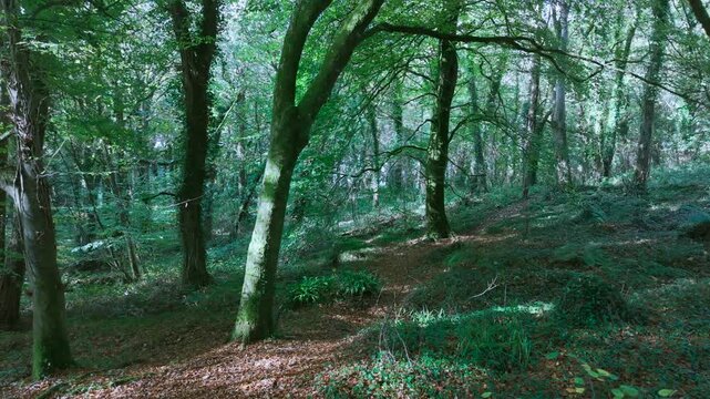 Drone footage of the forest in Autumn (Fall), Cork, Ireland