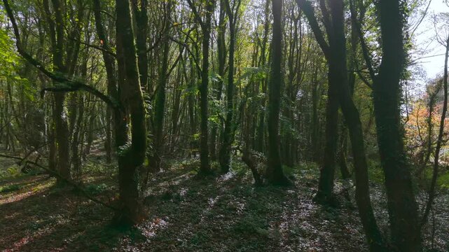 Drone footage of the forest in Autumn (Fall), Cork, Ireland
