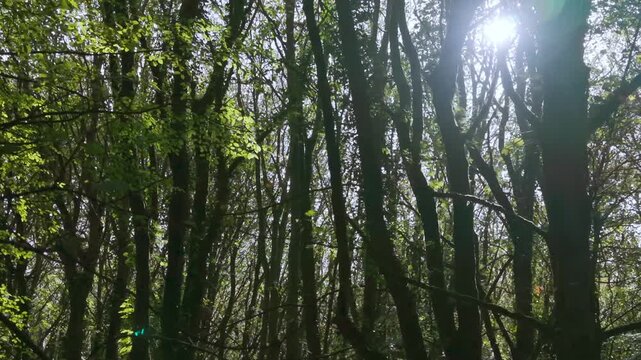 Drone footage of the forest in Autumn (Fall), Cork, Ireland