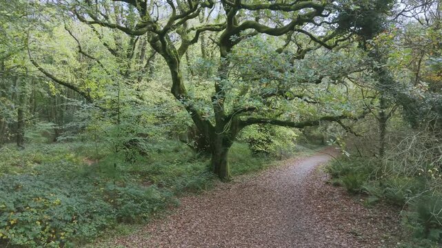 Drone footage of the forest in Autumn (Fall), Cork, Ireland
