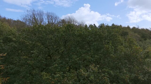 Drone footage of the forest in Autumn (Fall), Cork, Ireland