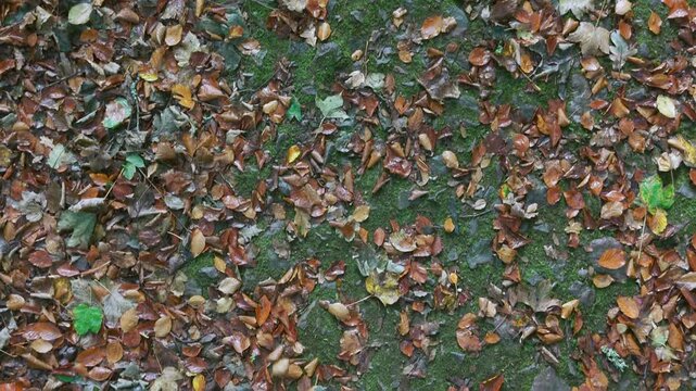 Drone footage of the forest in Autumn (Fall), Cork, Ireland